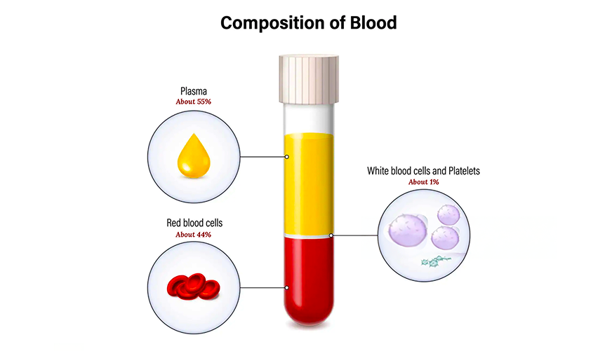 A composition of blood include Plasma, Red blood cells, White blood cells and Platelets