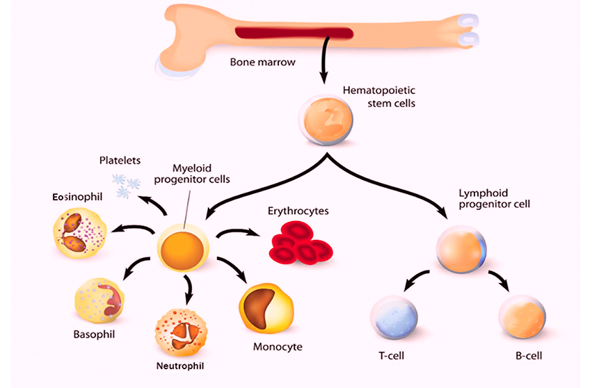 An Image of blood cells formation from bone marrow hematopoietic stem cells