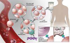 Immunologic Treatments