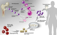 Stem Cell Biology